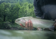 Stig M. Hansen 's Fly-fishing Image of a Rainbow trout – Fly dreamers 