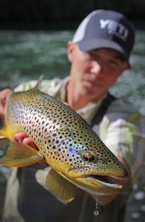 the beauty and uniqueness of every brown trout never fails to amazing us