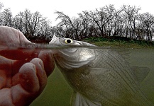 Brandon Smith 's Fly-fishing Pic of a White Bass – Fly dreamers 