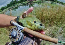 Fly-fishing Image of Perch shared by Brandon Smith – Fly dreamers