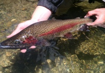  Captura de Pesca con Mosca de Trucha arcoiris por Peter Breeden – Fly dreamers