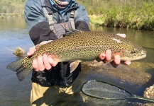  Foto de Pesca con Mosca de Trucha arcoiris por Peter Breeden – Fly dreamers 