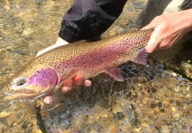 Peter Breeden 's Fly-fishing Pic of a Rainbow trout – Fly dreamers 