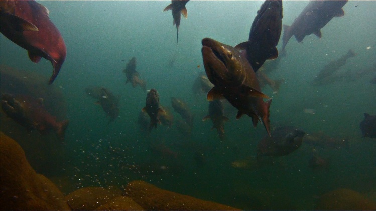 Summer Chinook waiting for the rains. This footage also appears in Nat Geo's Monster Fish With Zeb Hogan. Original video: www.vimeo.com/49981337