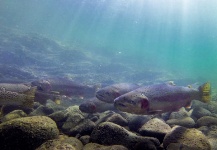  Fotografía de Pesca con Mosca de Steelhead por Russ R – Fly dreamers