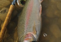 Bill Dunn Jr. 's Fly-fishing Image of a Rainbow trout – Fly dreamers 