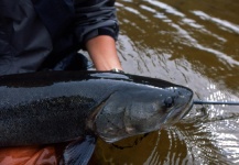 Masanori Sarai 's Fly-fishing Image of a Taimen – Fly dreamers 