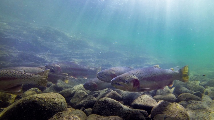 Wild Steelhead schooled up. video: <a href="https://vimeo.com/97819813">https://vimeo.com/97819813</a>