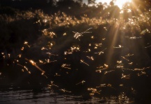 Damien Brouste 's Cool Fly-fishing Entomology Photo – Fly dreamers 