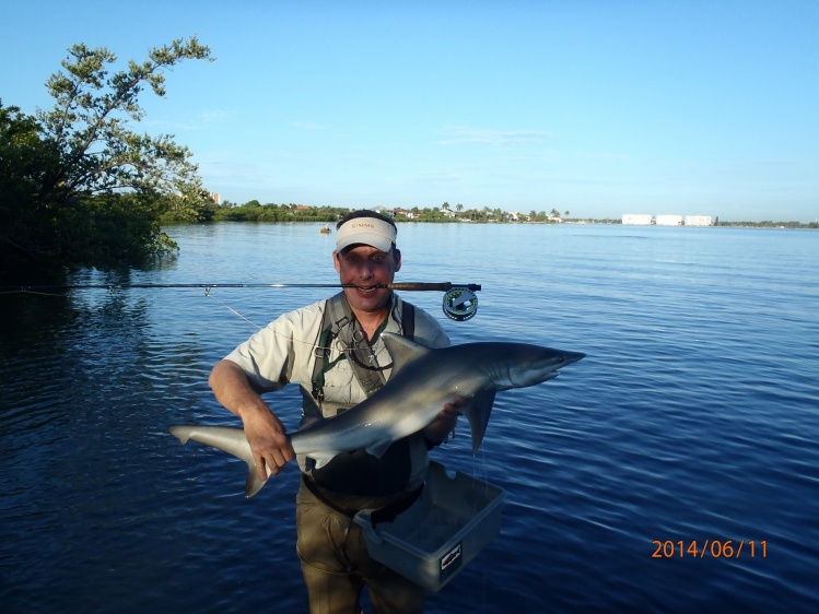 first shark on fly....on a 5wt no less!..sandbar shark....stressed tackle to limit....great gamefish!!!