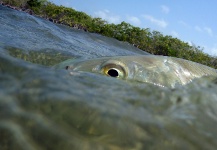 Fly-fishing Picture of Bonefish shared by Rudesindo Fariña – Fly dreamers
