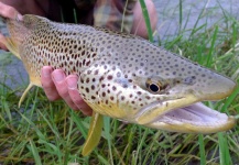  Captura de Pesca con Mosca de Trucha marrón por Brett Macalady – Fly dreamers