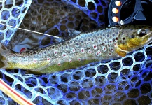 Pierre Lainé 's Fly-fishing Photo of a Brown trout – Fly dreamers 