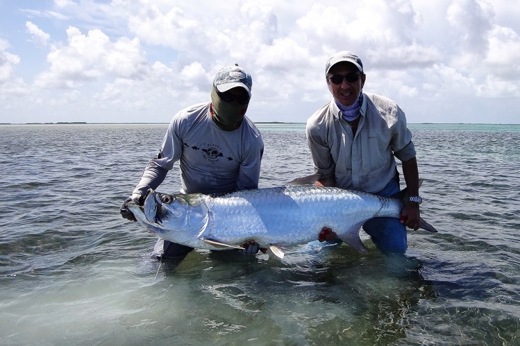 Gran sábalo.