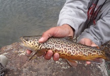 Fly-fishing Photo of Tiger Trout shared by Tim Kidder – Fly dreamers 