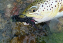 Jarrod Stone 's Fly-fishing Pic of a Brown trout – Fly dreamers 
