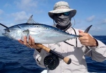 John Kelly 's Fly-fishing Image of a False Albacore - Little Tunny – Fly dreamers 