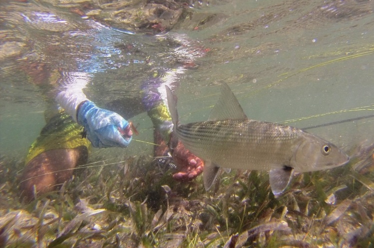 bonefish mahahual