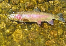 Jarrod Stone 's Fly-fishing Pic of a Rainbow trout – Fly dreamers 