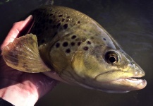  Fotografía de Pesca con Mosca de Trucha marrón compartida por Pierre Lainé – Fly dreamers