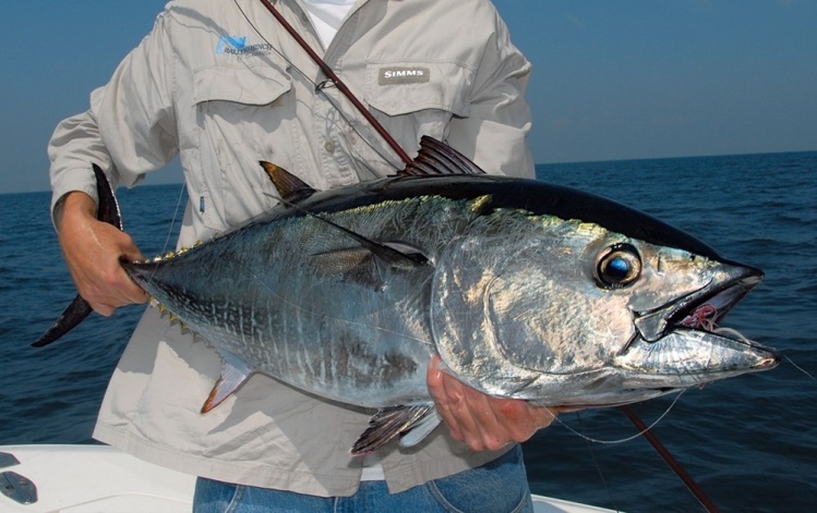 Close-up of a Bluefin Tuna caught and released on a 11wt Fly Rod 