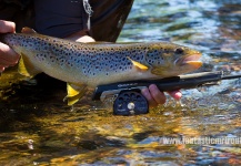 Robert Håkansson 's Fly-fishing Photo of a Brown trout – Fly dreamers 