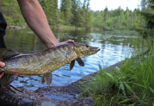 Fly-fishing Photo of Pike shared by Black Fly Eyes Flyfishing – Fly dreamers 