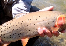 Tim Kidder 's Fly-fishing Picture of a Cutthroat – Fly dreamers 