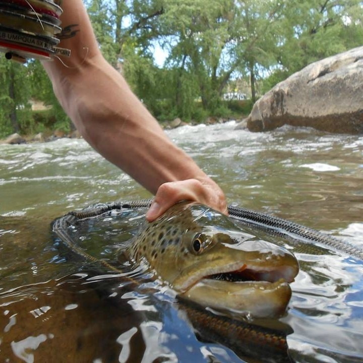 Salmonfly hunter.