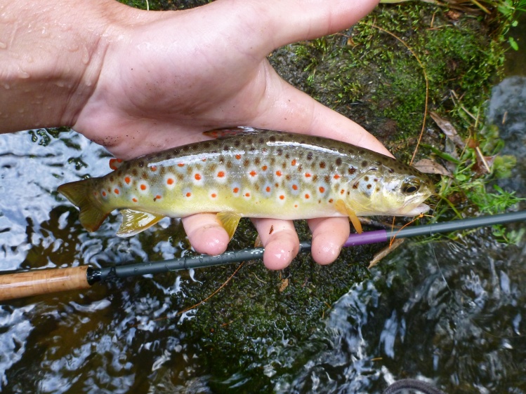 It´s Tenkara Time!