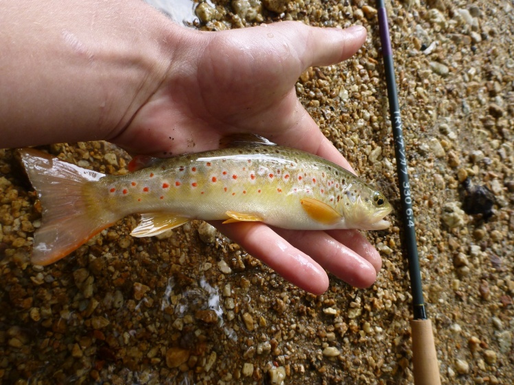 It´s Tenkara Time!