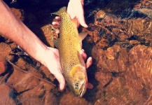  Foto de Pesca con Mosca de Oncorhynchus clarkia por Duranglers Flies And Supplies | Fly dreamers 