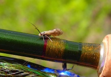  Genial Imagen de Entomología y Pesca con Mosca compartida por Duranglers Flies And Supplies – Fly dreamers