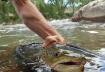 Duranglers Flies And Supplies 's Fly-fishing Photo of a Brown trout – Fly dreamers 