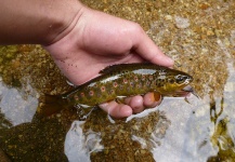 Fly-fishing Photo of Brown trout shared by Lukas Bauer – Fly dreamers 