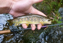 Fly-fishing Photo of Brown trout shared by Lukas Bauer – Fly dreamers 