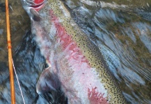 Fly-fishing Picture of Steelhead shared by Michael Csmereka – Fly dreamers