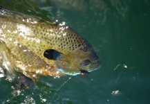 Greg McBill 's Fly-fishing Photo of a Bluegill – Fly dreamers 