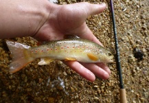 Lukas Bauer 's Fly-fishing Photo of a Brown trout – Fly dreamers 