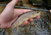 Lukas Bauer 's Fly-fishing Picture of a Brown trout – Fly dreamers 