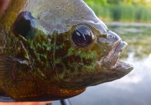 Ben Stahlschmidt 's Fly-fishing Catch of a Sunfish – Fly dreamers 