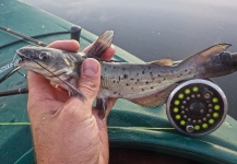 Ben Stahlschmidt 's Fly-fishing Photo of a Catfish – Fly dreamers 