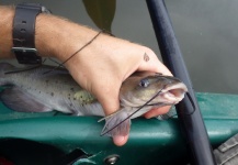 Ben Stahlschmidt 's Fly-fishing Picture of a Channel catfish – Fly dreamers 