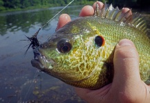 Fly-fishing Photo of Sunfish shared by Ben Stahlschmidt – Fly dreamers 