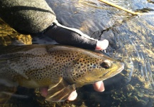 Fly-fishing Pic of Brown trout shared by Dan Chovan – Fly dreamers 