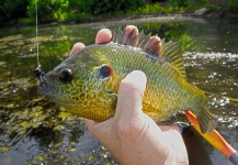 Fly-fishing Picture of Sunfish shared by Ben Stahlschmidt – Fly dreamers