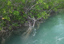 Fly-fishing Situation of Tarpon - Picture shared by Tom Hradecky – Fly dreamers