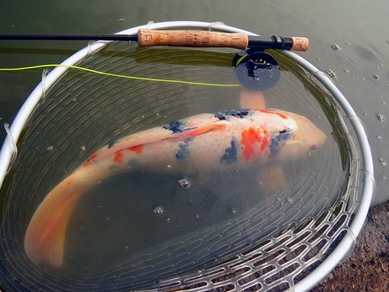 Colored Carp on Fly
June 2014 in Japan