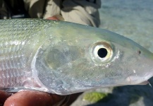 Fly-fishing Photo of Bonefish shared by Steven Davies – Fly dreamers 