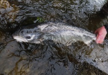 Keith Wenham 's Fly-fishing Catch of a Atlantic salmon – Fly dreamers 